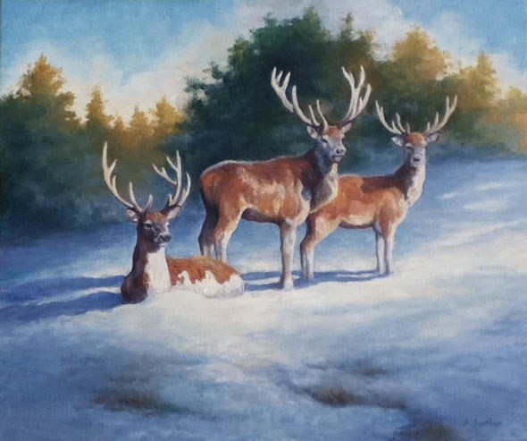 Red Deer, 20 X 24 (Oil) - Sold